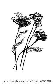 desenho imagem outono desvanecendo belas flores marigolds em hastes finas, desenhado à mão ilustração vetor digital