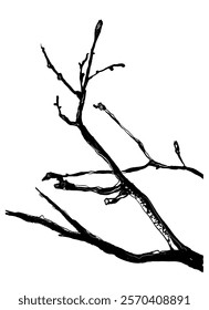 drawing picture bare dry black tree branches isolated on white sketch hand drawn digital vector illustration