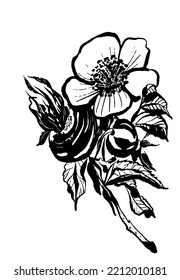 drawing picture of a beautiful rosehip flower on a branch with berries leaves and thorns, sketch, hand drawn digital vector illustration
