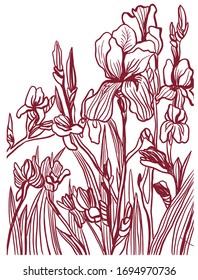drawing picture beautiful spring blooming irises, sketch, linear contour graphic hand-drawn digital vector illustration