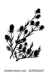 drawing picture of big field prickly eryngium twig, sketch, hand drawn digital vector illustration