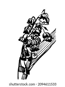 imagen de dibujo conjunto de flores forestales florecientes lirios del valle aislados en fondo blanco, boceto, ilustración vectorial digital dibujada a mano