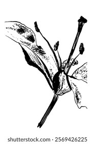 drawing picture closeup view of beautiful lily flower with stamens and pistil and petals, sketch, hand drawn digital ink illustration