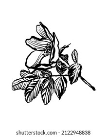 drawing picture of flowering rose hip branch isolated on white background, sketch, hand drawn digital vector illustration