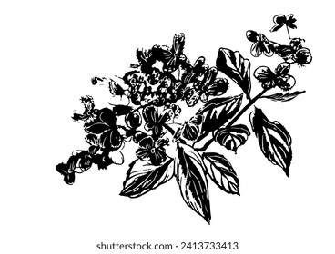 Zeichnung von Hydrangea-Drehkreuz auf weißem Hintergrund, Skizze, handgezeichnete digitale Vektorgrafik
