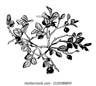 drawing picture ink black  blueberry twigs with leaves and berries, sketch, hand drawn digital vector illustration