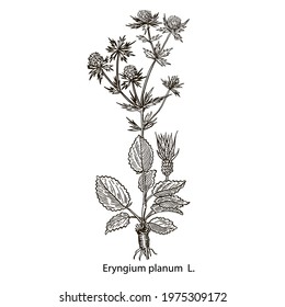 drawing picture isolate on white background, eryngium field plant, thistle, sketch, hand drawn digital vector illustration