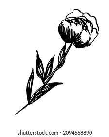 drawing picture of lovely peony flower, isolated on white background, sketch, hand drawn ink vector illustration, good for prints and icons