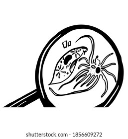 drawing picture microworld, amoeba, ciliate shoe, under a magnifying glass, sketch, hand drawn graphic digital vector illustration