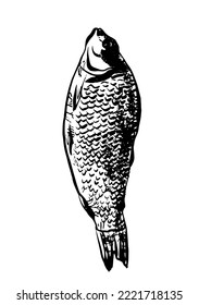 drawing picture naturalistic sea fish drawing, sketch, hand drawn digital vector illustration