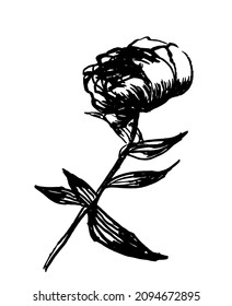 drawing picture of peony flower, isolated on white, sketch, hand drawn ink vector illustration, good for prints and icons