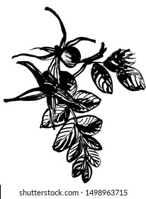 drawing picture set of elements of inflorescences and rosehips, sketch, hand-drawn vector illustration