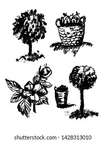 drawing picture set of isolated apple garden elements, sketch hand drawn by charcoal vector illustration