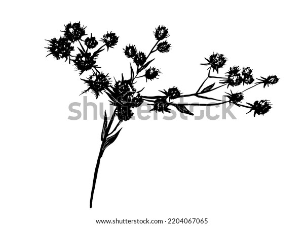 Drawing Picture Silhouette Field Plant Eryngium Stock Vector (Royalty ...