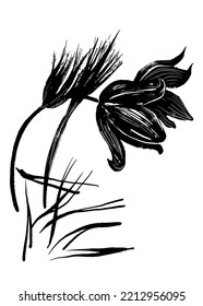drawing picture snowdrop flowers dream-grass in spring, sketch, hand drawn digital graphic vector illustration