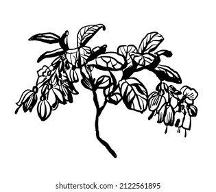 drawing picture sprig of flowering forest lingonberry isolated on white background, sketch, ink, hand drawn digital vector illustration