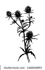drawing, picture thistle twig field, sketch isolate hand drawn graphic vector illustration