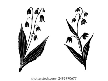 drawing picture of two lily of the valley flowers isolated on white background, sketch, hand drawn digital vector illustration