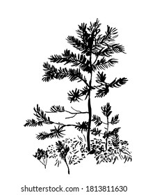 drawing picture of a young spruce in the forest on a white background, sketch, hand drawn sketch, ink vector illustration