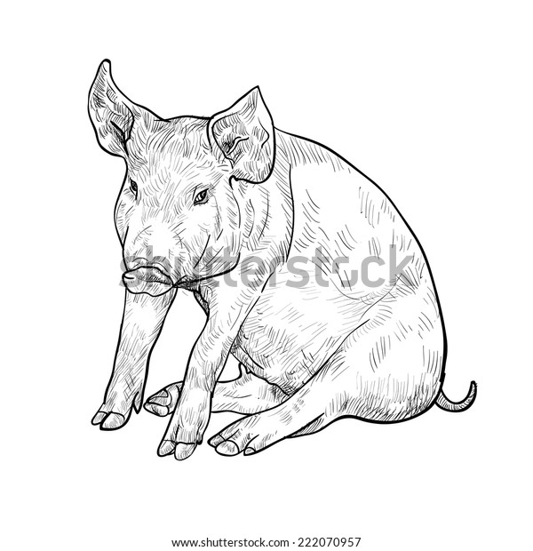 Drawing Pig On White Backgroundvector Illustration Stock Vector