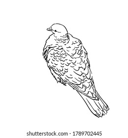 pigeon pencil drawing images stock photos vectors shutterstock https www shutterstock com image vector drawing pigeon bird view above vector 1789702445