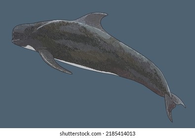 Drawing Pilot Whale Medium Sized Whale Stock Vector (Royalty Free ...