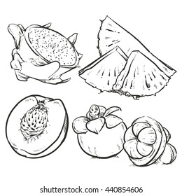 Drawing Pineapple flesh slices isolated on white background. Dragon fruit Hand drawn vector. 
