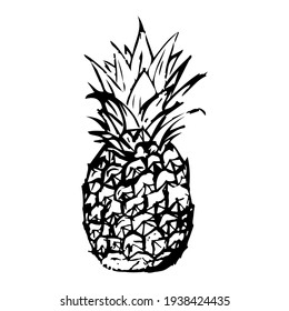 Un dibujo de una piña hecha a mano. Piña dibujada con lápiz y lápiz. Ilustrador de vectores.