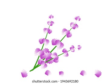 Drawing pink flowers isolate on white background. Copy space for your text.