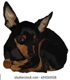 drawing pinscher mini doberman