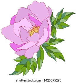 drawing of pion with leaves, isolate on a white background