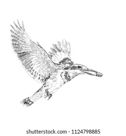 Drawing of Pired Kingfiher flying while holding food in mount,vector illustration.