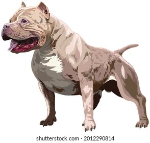 drawing pitbull dog, art.illustration,fierce dog , vector