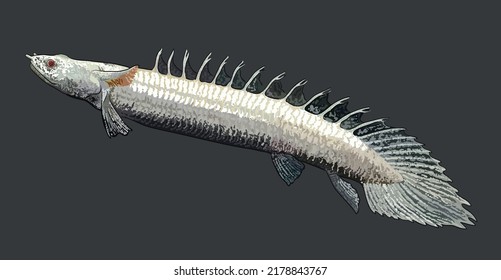 Drawing platinum palmas, exotic, rare, art.illustration, vector