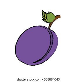 drawing plum organic fruit