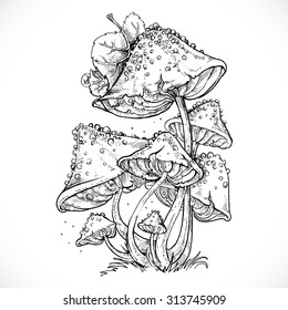 Drawing of poisonous mushrooms on a thin stalk isolated on a white background