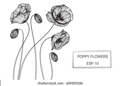 Drawing poppy flowers. Vector collection set of poppies flower by hand drawing on white backgrounds.