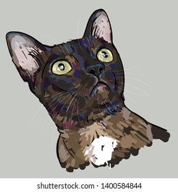 Drawing portrait of cat is staring up  isolated on white background, vector illustration