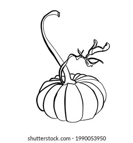 Drawing of pumpkin - black and white vector illustration. Vector illustration of food. Hand drawing plants. Doodle pumpkins. Isolated pumpkin. Detailed vegetarian food. Farm market product