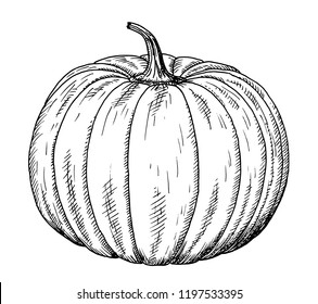 Drawing pumpkin    hand sketch Cucurbita  black   white illustration
