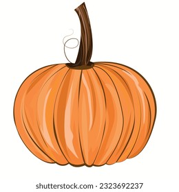 drawing of  pumpkin squash orange color
