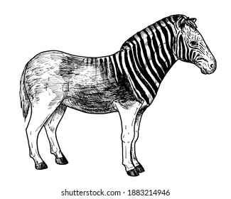 Drawing Of Quagga - Hand Sketch Of Extinct African Mammal