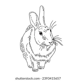 drawing of a rabbit. minimalist line style.