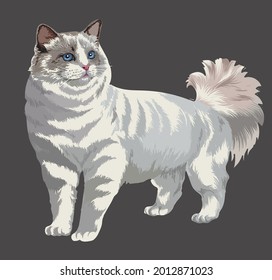 drawing ragdolls cats, art.illustration, beautiful cat, vector