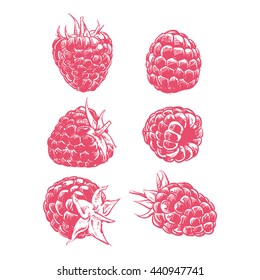 Drawing raspberry isolated on white background. fruit Hand drawn vector. 
