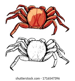 Drawing of red crab. Set of contour and color elements isolated on white. Hand drawn vector illustration in vintage, realistic, engraving, sketch style. For design, decor, card, print, sticker, poster