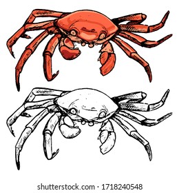 Drawing of red crab. Set of contour and color elements isolated on white. Hand drawn vector illustration in vintage, realistic, engraving, sketch style. For design, decor, card, print, sticker, poster