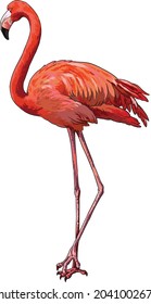 drawing red flamingo, rare birds collection, art.illustration, vector
