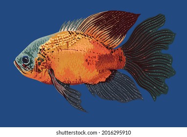 drawing red oscar fish, art.illustration, vector
