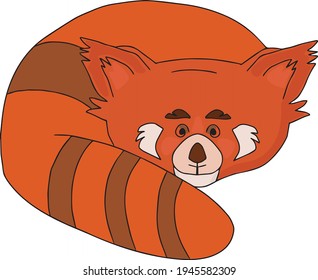 Drawing of a Red Panda